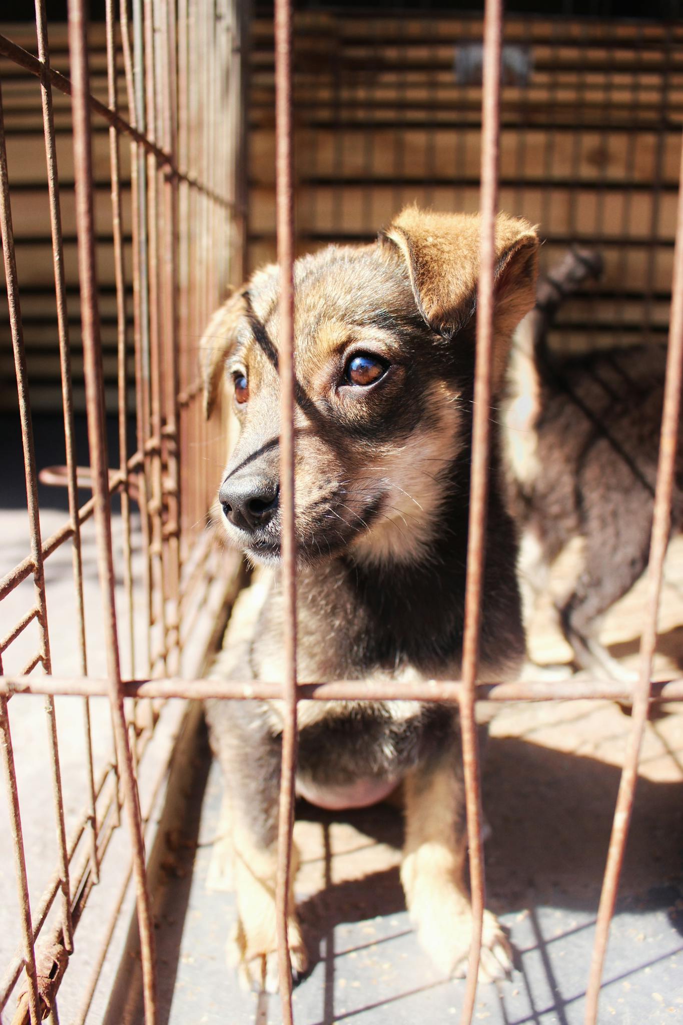 A cute puppy in a cage with sunlight casting warm shadows on its fur.