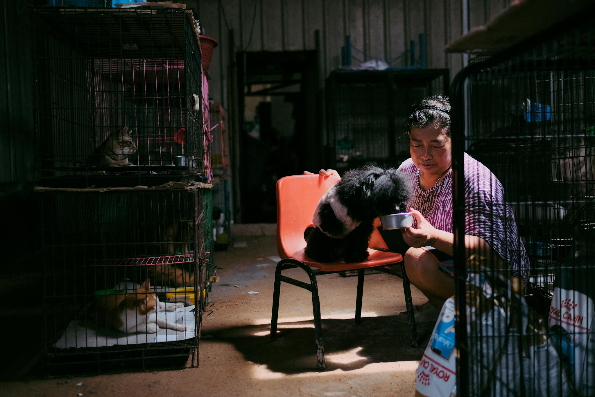 A woman feeding a dog in an animal shelter with caged cats nearby.