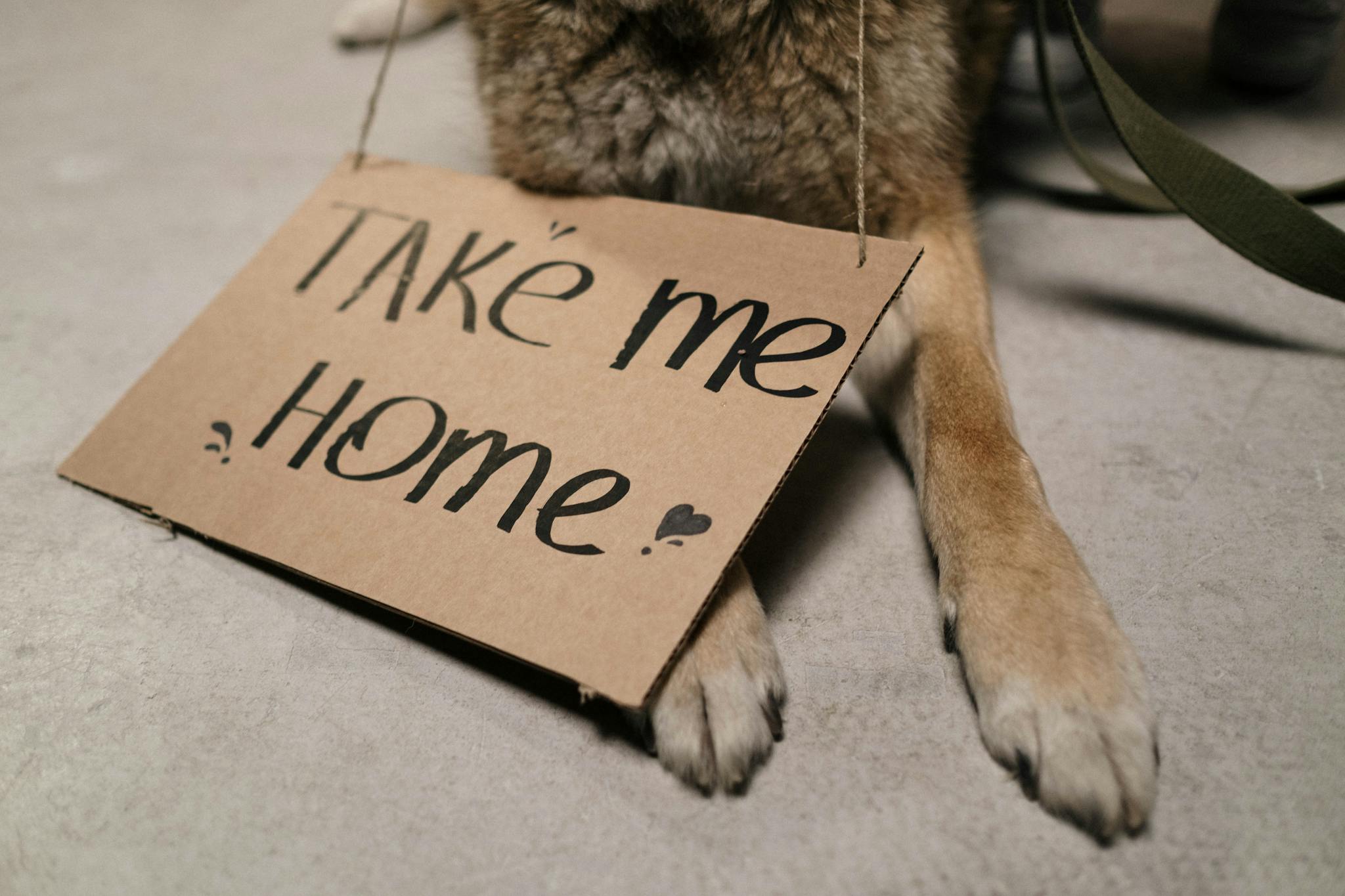Close-up of a dog holding a cardboard sign with "Take Me Home" message, highlighting adoption appeal.