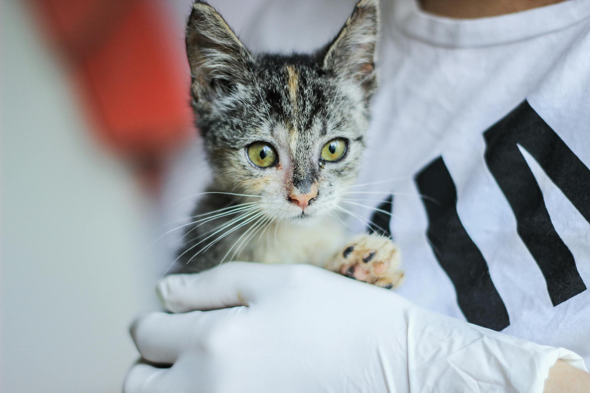 Close-up of a veterinarian holding a cute kitten for a health checkup.